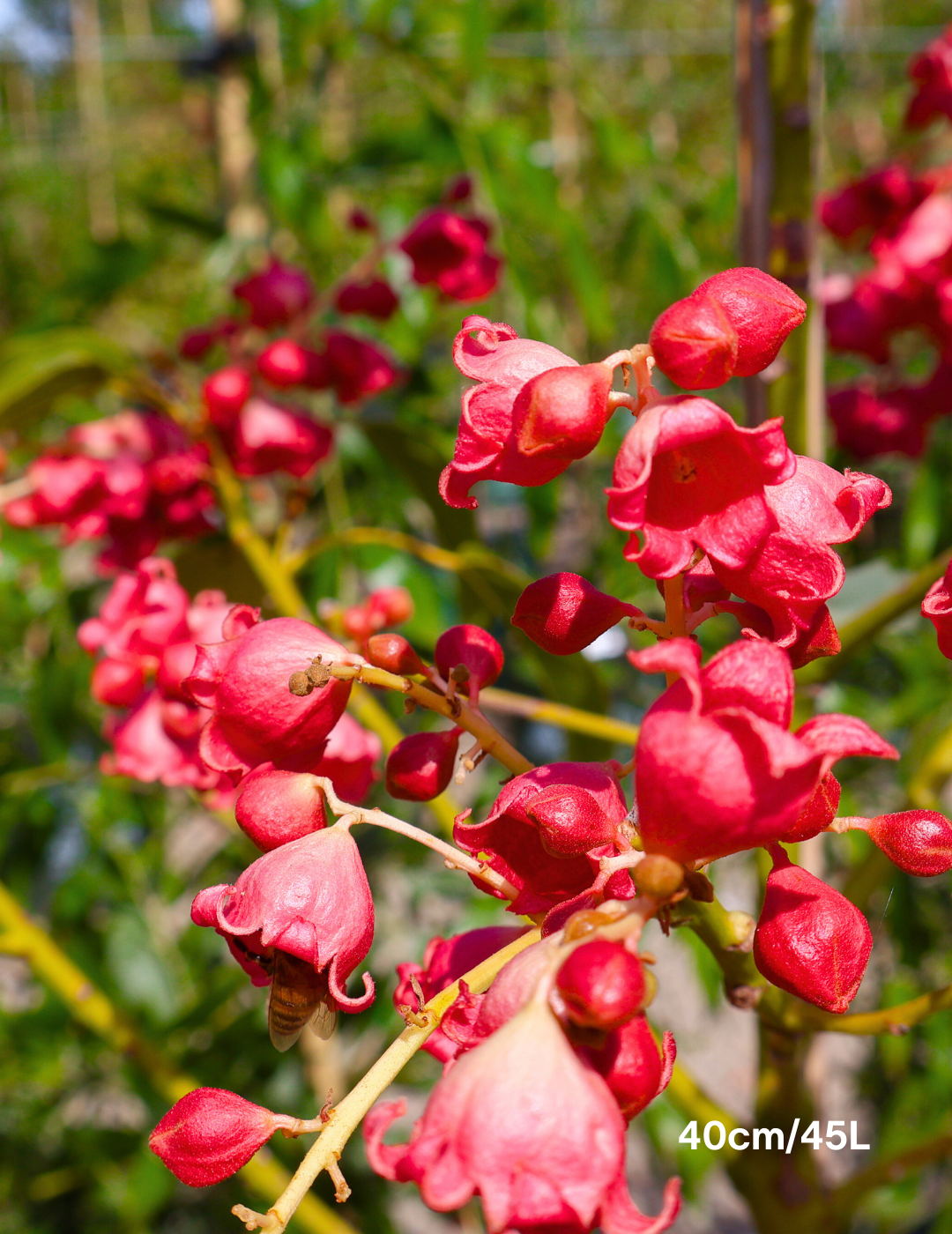 Brachychiton populneus x acerifolius 'Jerilderie Red' - Evergreen Trees Direct