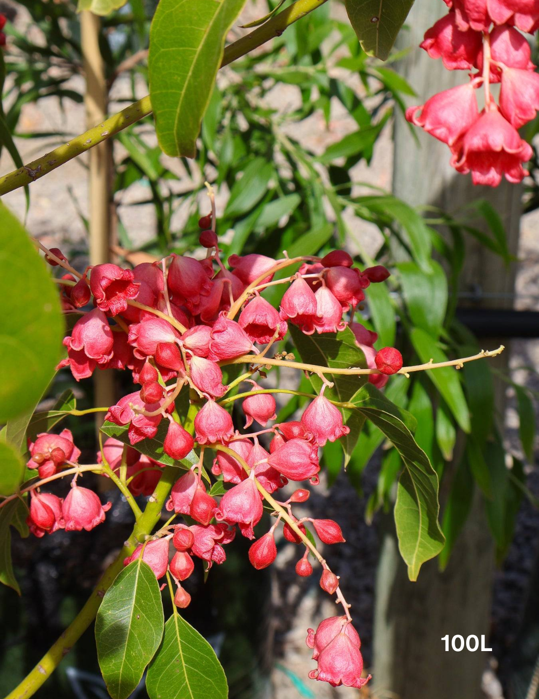 Brachychiton populneus x acerifolius 'Jerilderie Red'