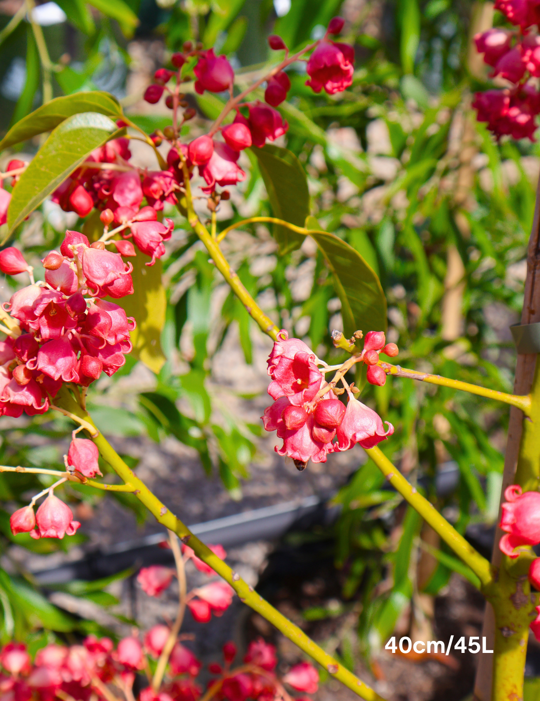 Brachychiton populneus x acerifolius 'Jerilderie Red' - Evergreen Trees Direct