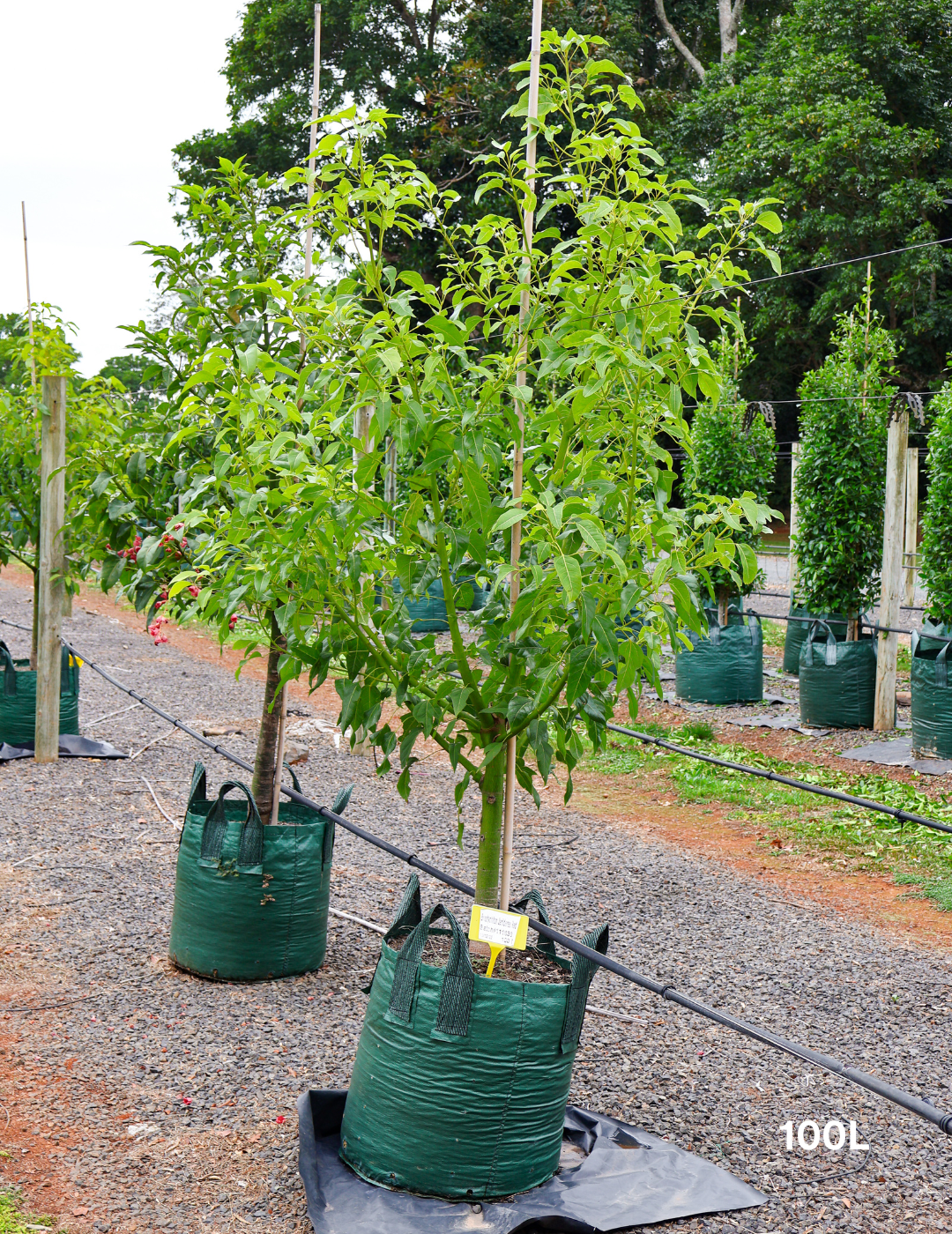 Brachychiton populneus x acerifolius 'Jerilderie Red' - Evergreen Trees Direct