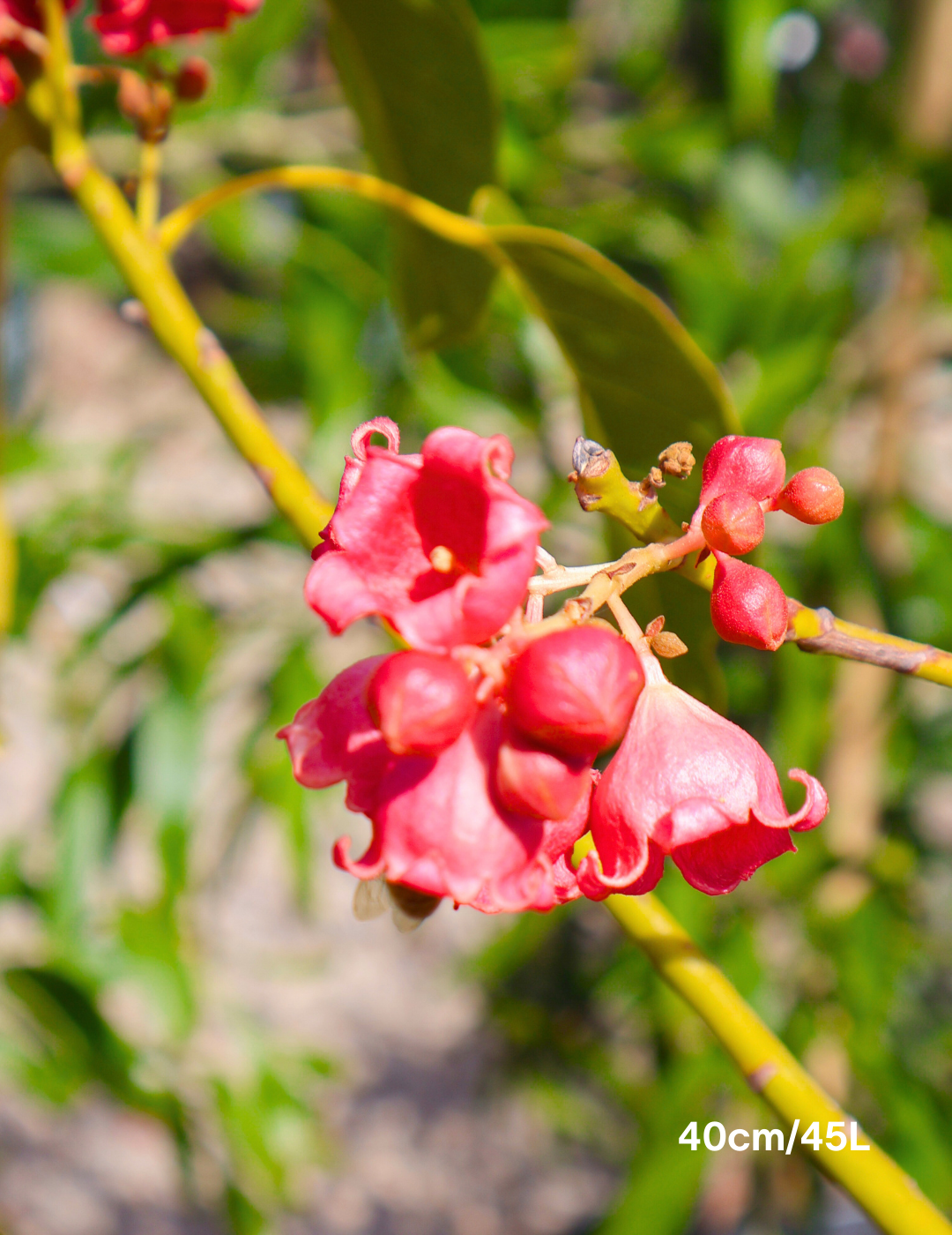 Brachychiton populneus x acerifolius 'Jerilderie Red' - Evergreen Trees Direct