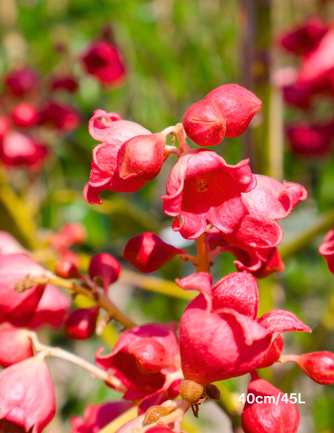 Brachychiton populneus x acerifolius 'Jerilderie Red' - Evergreen Trees Direct