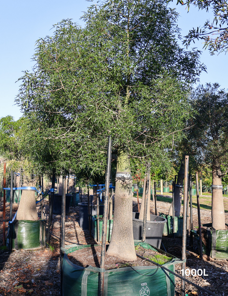 Brachychiton rupestris - Bottle Tree