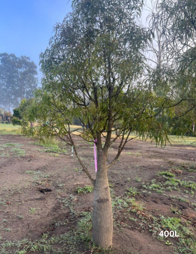 Brachychiton rupestris - Bottle Tree