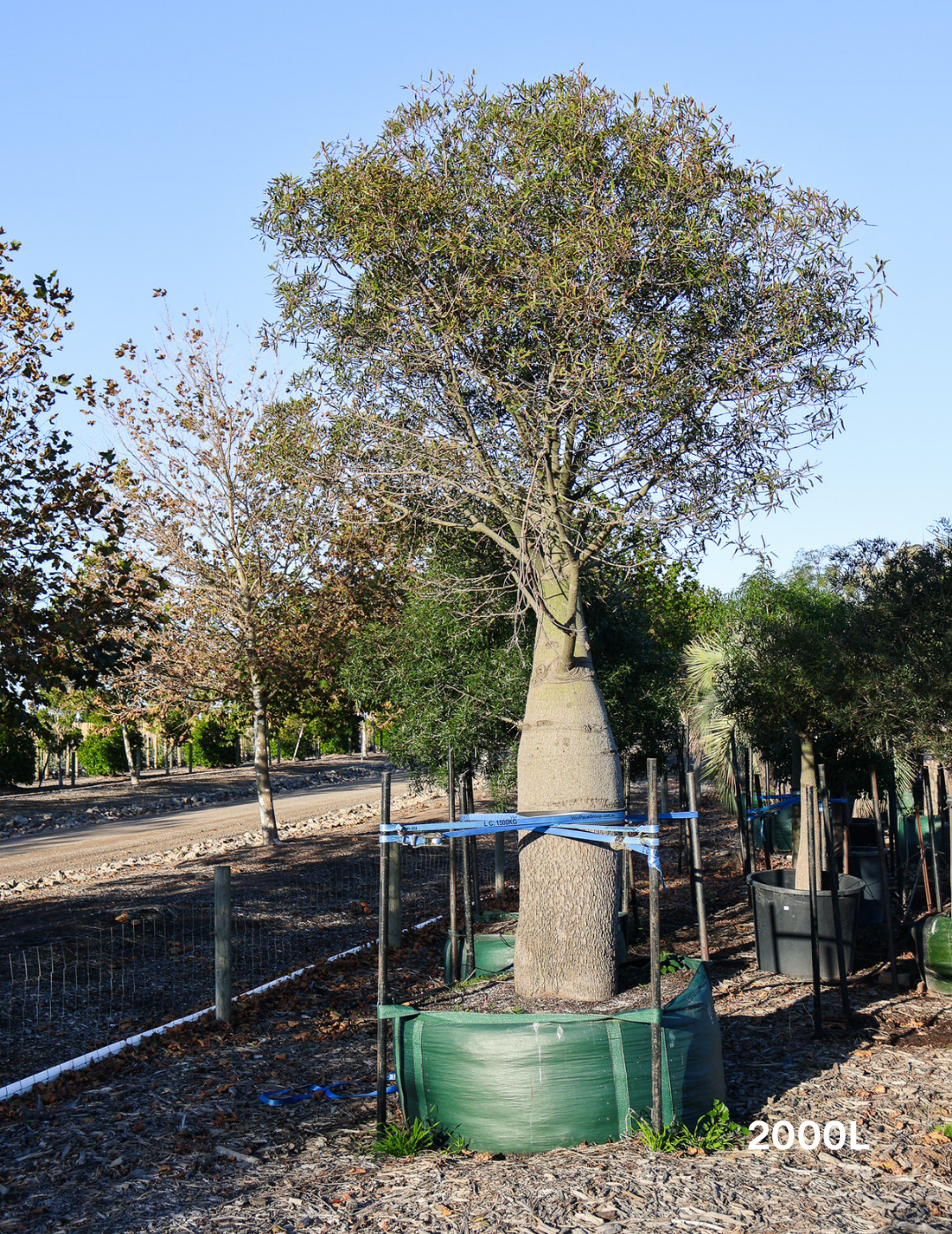 Brachychiton rupestris - Bottle Tree - Evergreen Trees Direct