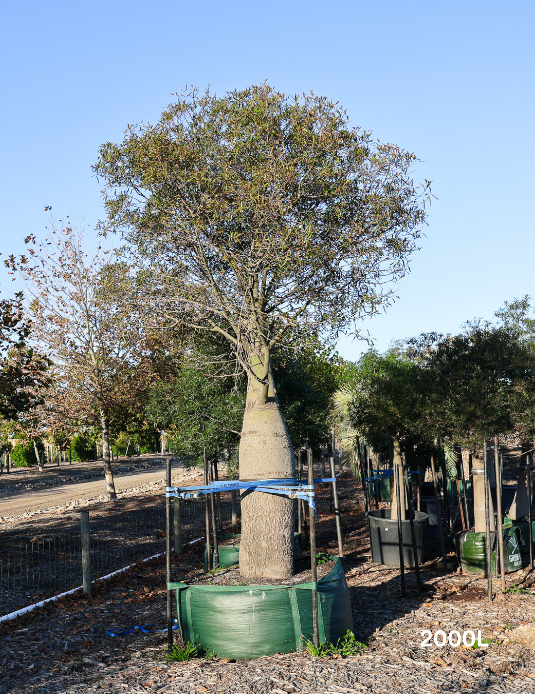 Brachychiton rupestris - Bottle Tree - Evergreen Trees Direct