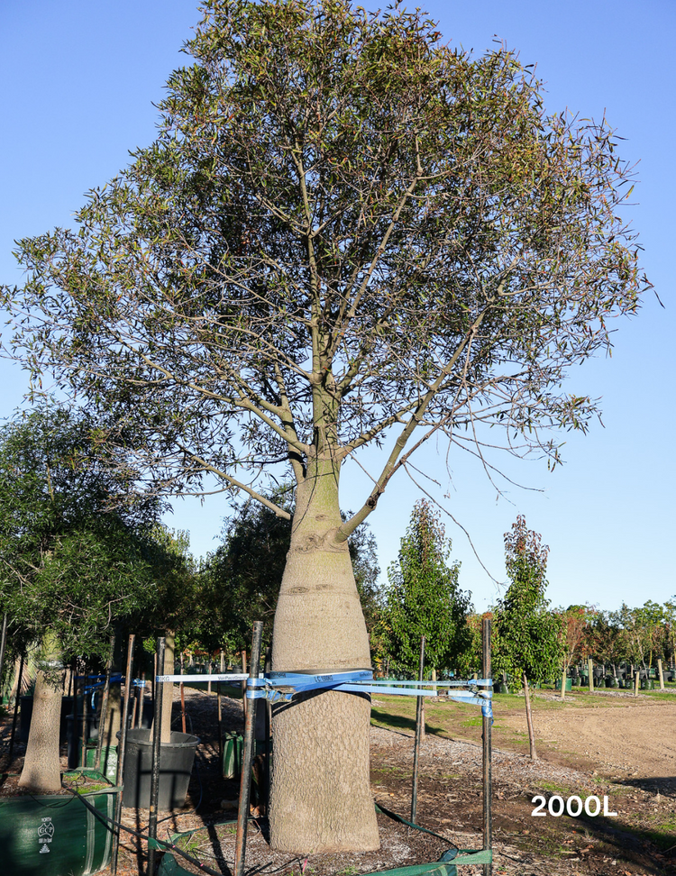 Brachychiton rupestris - Bottle Tree