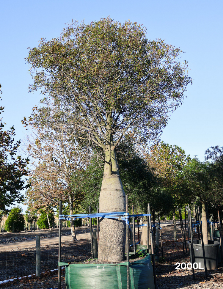 Brachychiton rupestris - Bottle Tree