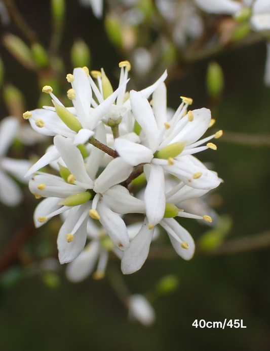 Bursaria spinosa