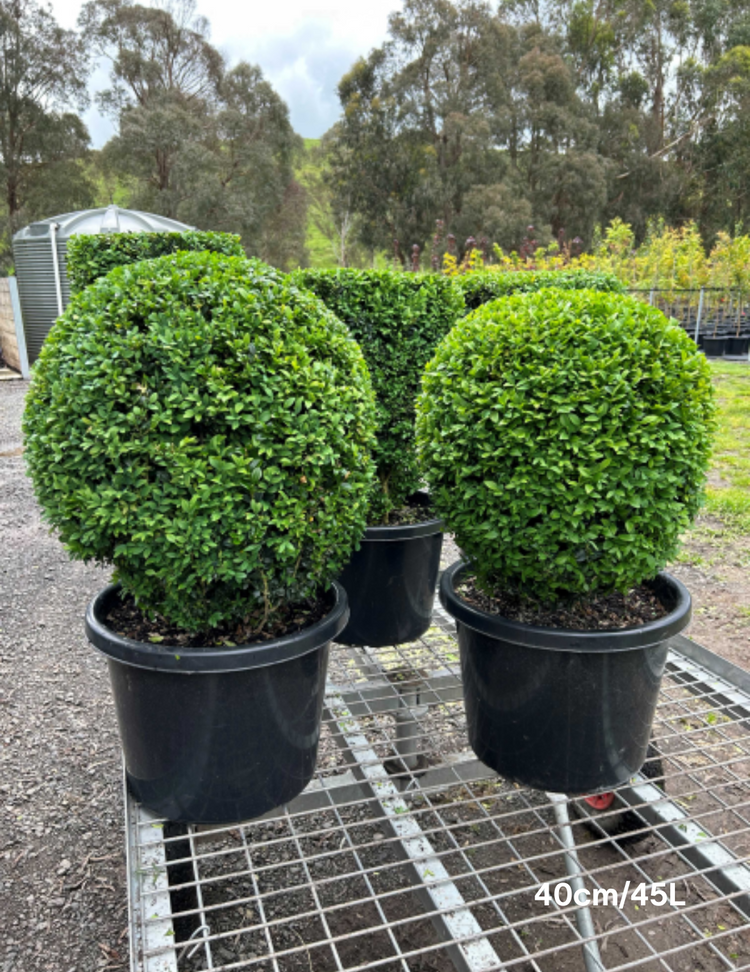 Buxus sempervirens English Box Topiary Balls