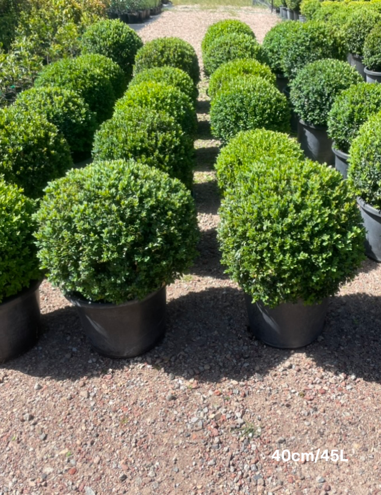 Buxus sempervirens English Box Topiary Balls