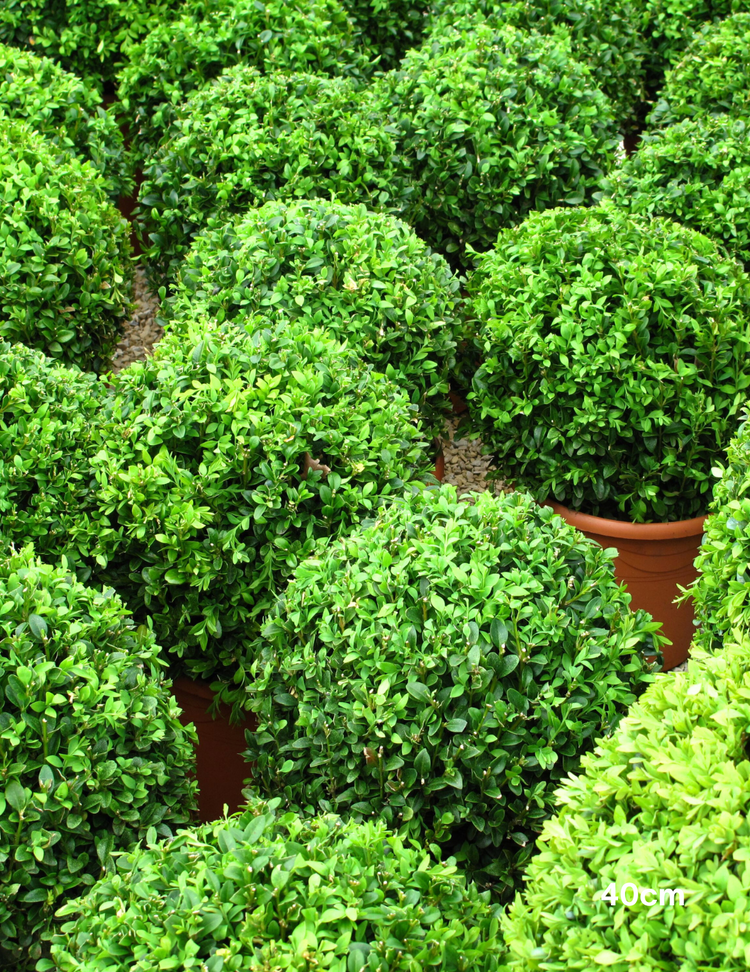 Buxus Japonica (Japanese Boxwood)