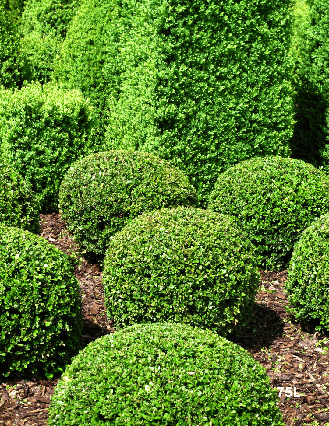 Buxus Japonica