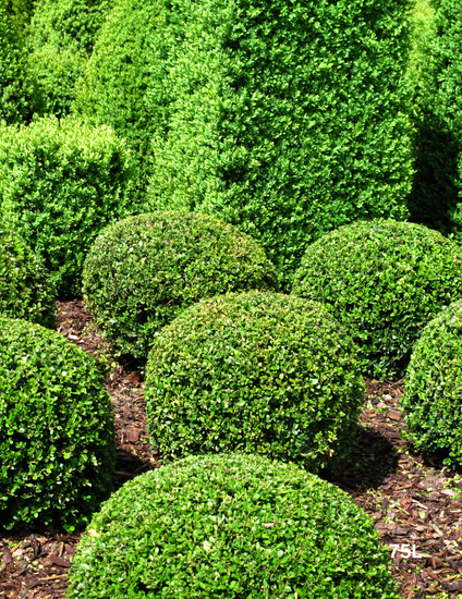 Buxus Japonica 75L