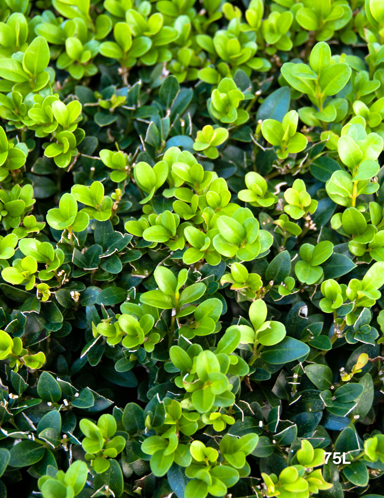 Buxus Japonica (Japanese Boxwood)