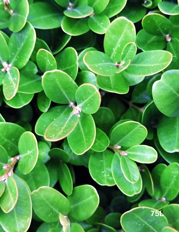 Buxus Japonica (Japanese Boxwood)