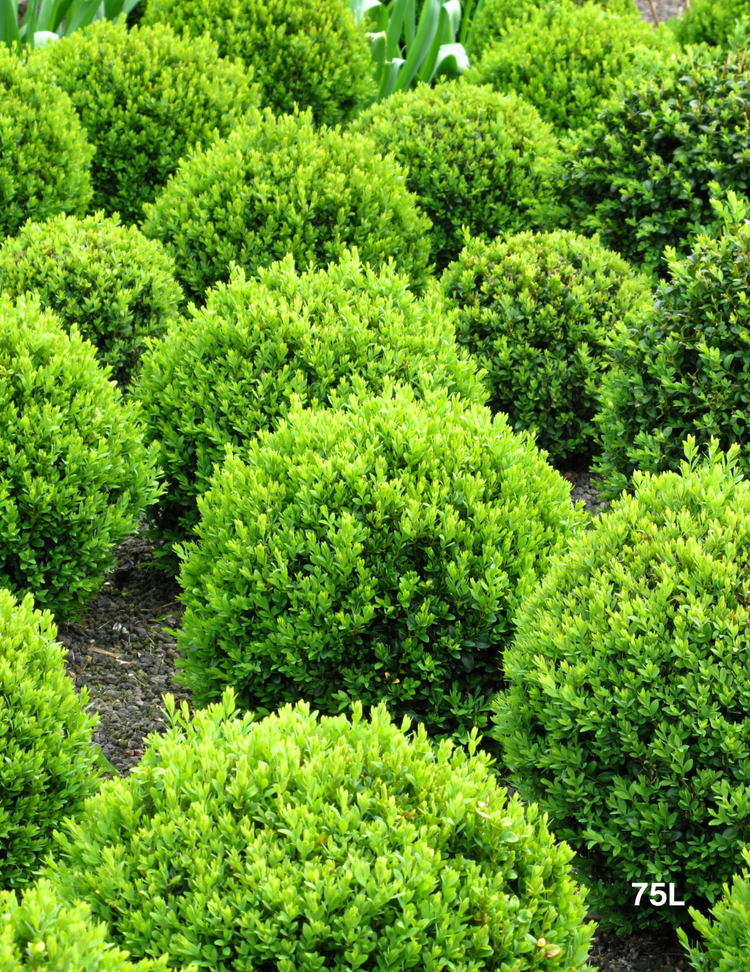 Buxus Japonica (Japanese Boxwood)