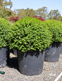 Buxus sempervirens English Box Topiary Balls - Evergreen Trees Direct