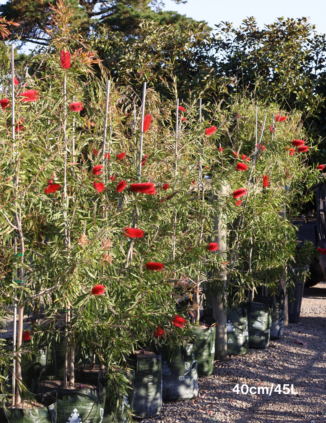 Callistemon viminalis - Evergreen Trees Direct