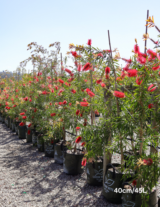 Callistemon viminalis