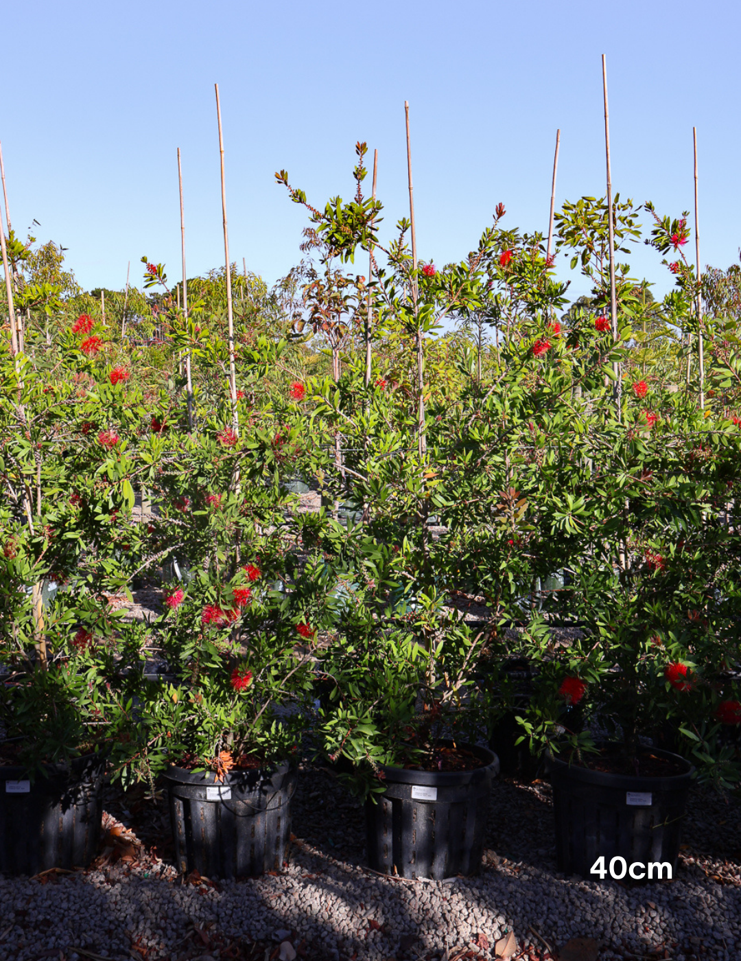 Callistemon 'Endeavour' - Evergreen Trees Direct