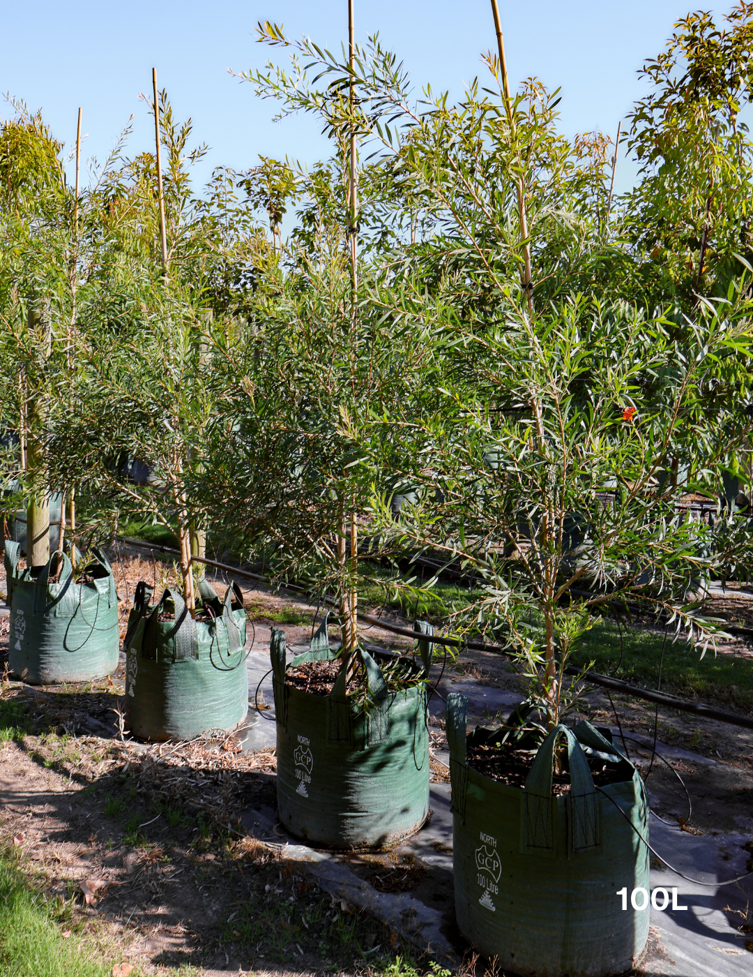 Callistemon citrinus x viminalis 'KPS' - Bottle Brush - Evergreen Trees Direct