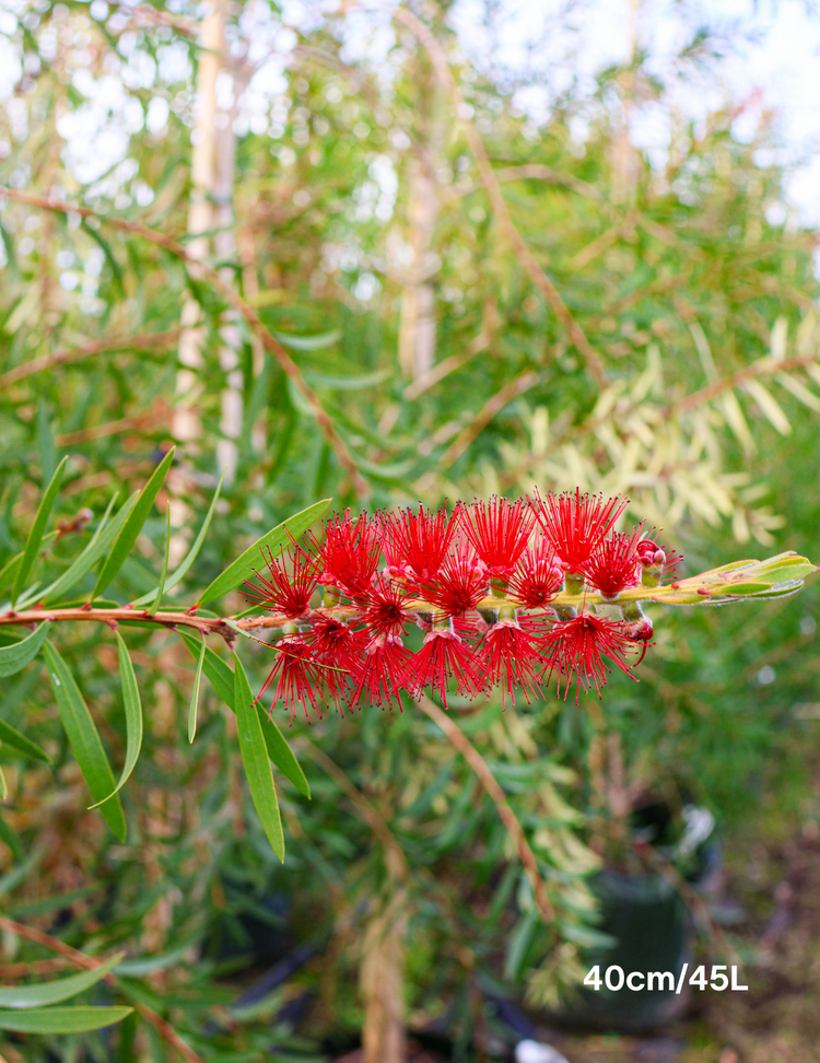 Callistemon citrinus x viminalis 'KPS' - Bottle Brush