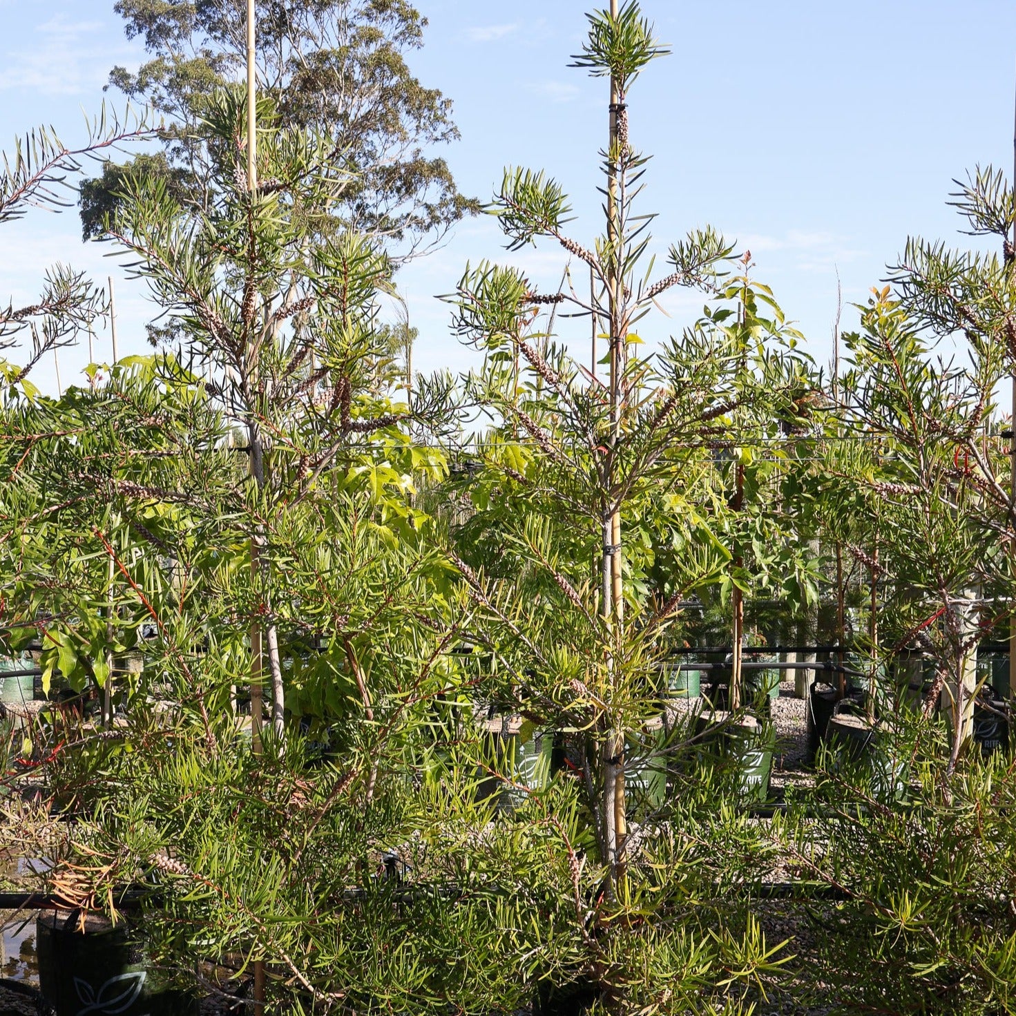 Callistemon sieberi - Evergreen Trees Direct