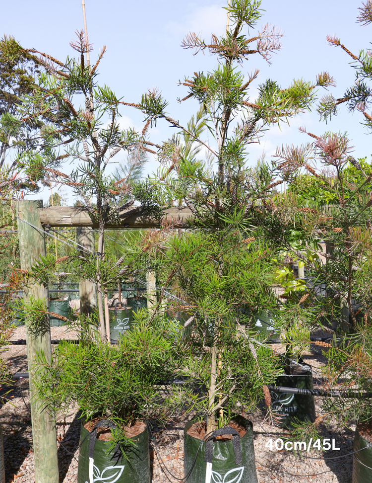 Callistemon sieberi