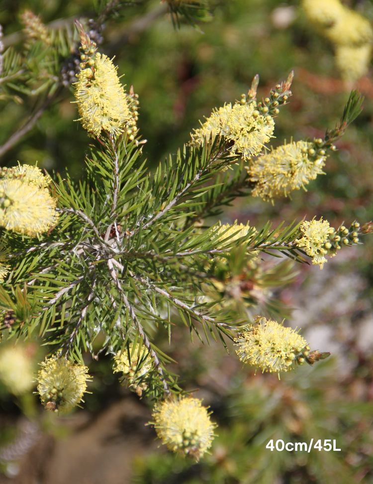 Callistemon sieberi