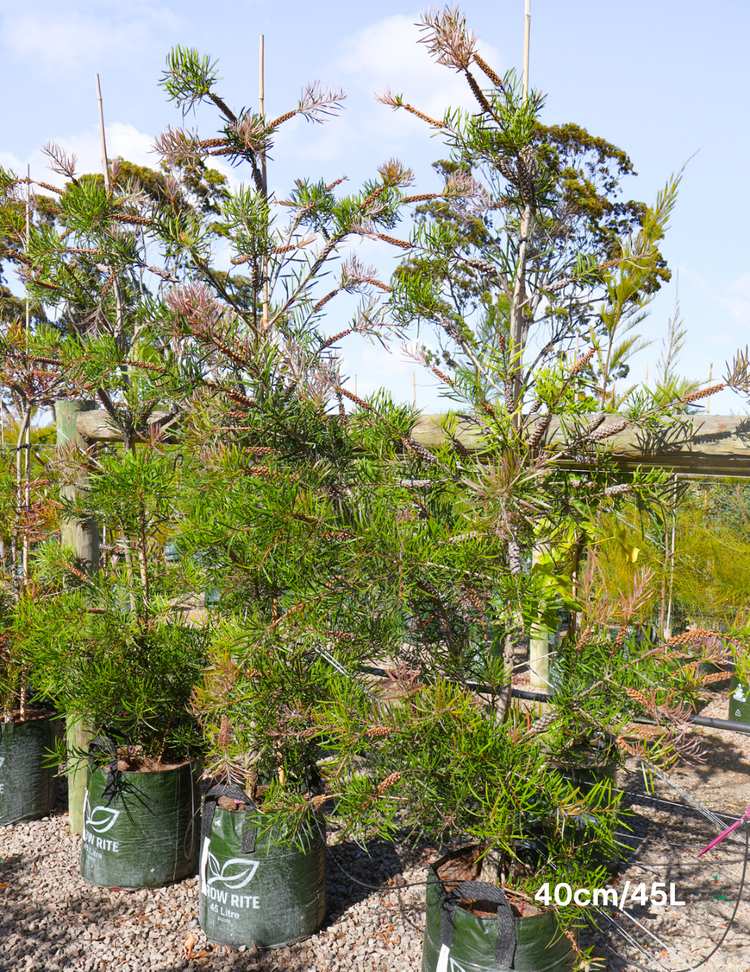 Callistemon sieberi