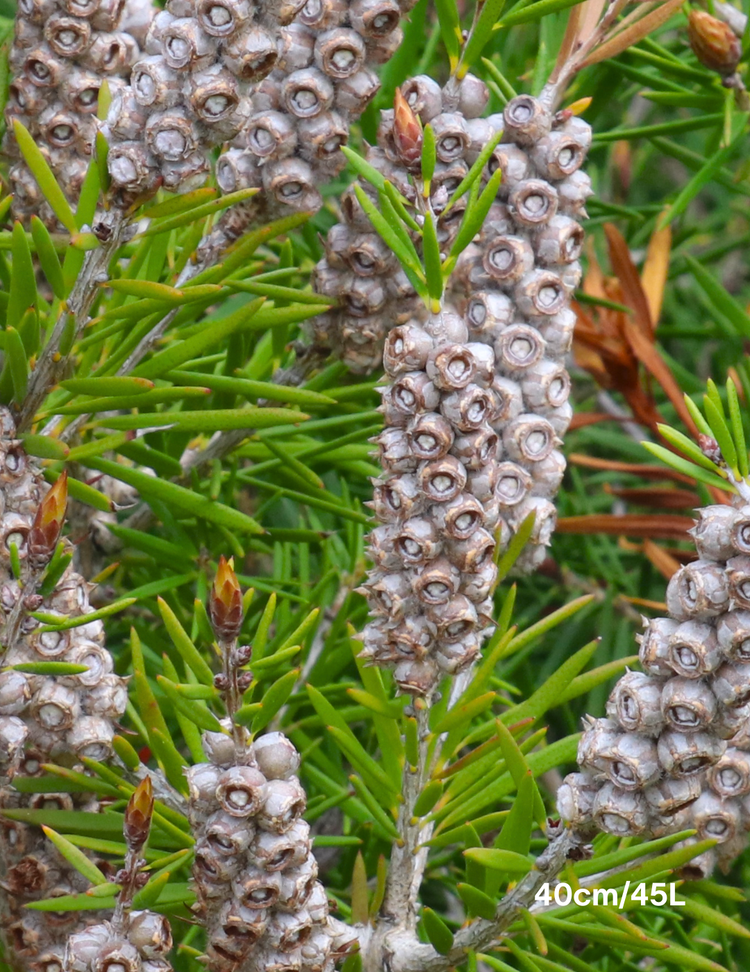 Callistemon sieberi