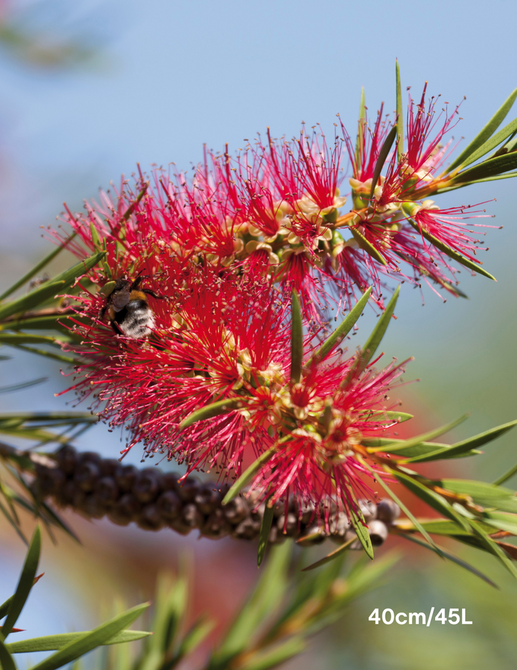 Callistemon sieberi