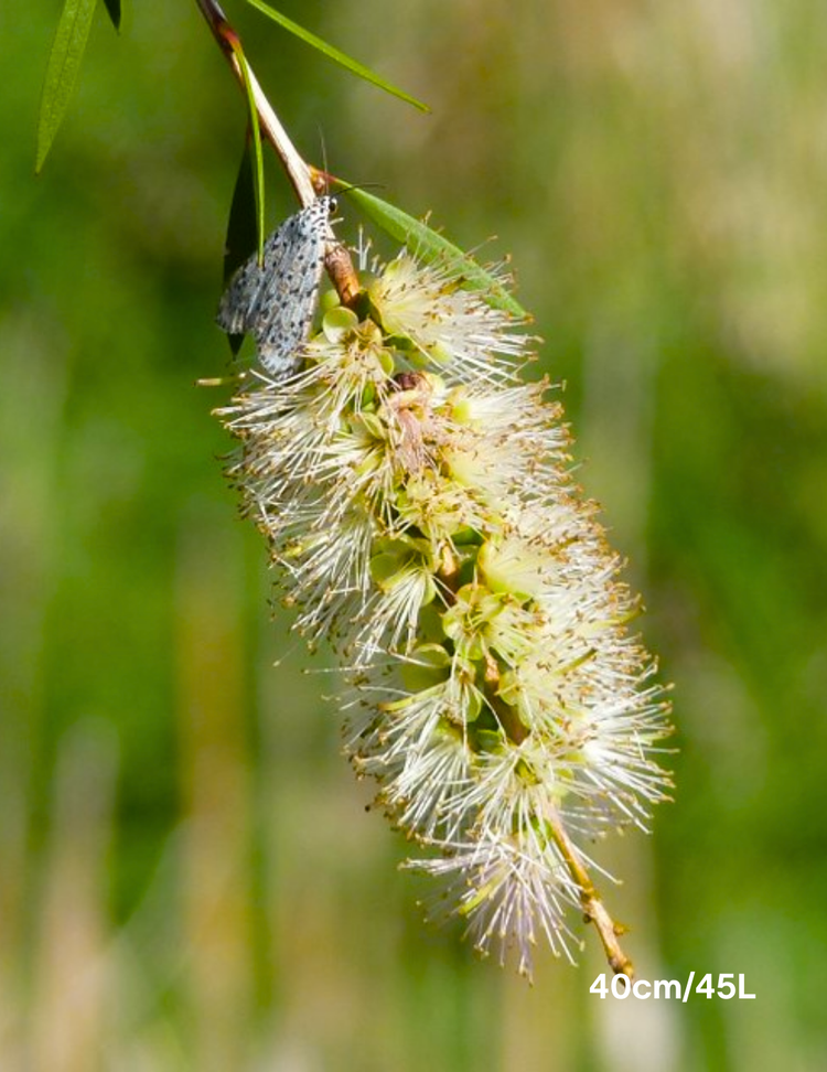 Callistemon sieberi