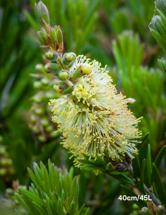 Callistemon sieberi