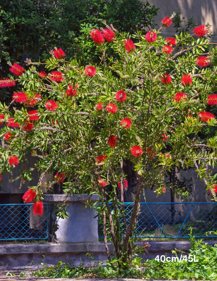 Callistemon viminalis 'Dawson River Weeper'