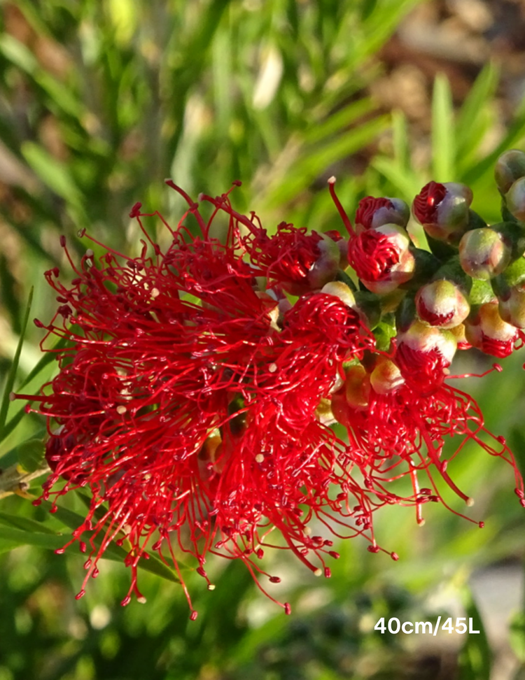 Callistemon viminalis 'Dawson River Weeper'