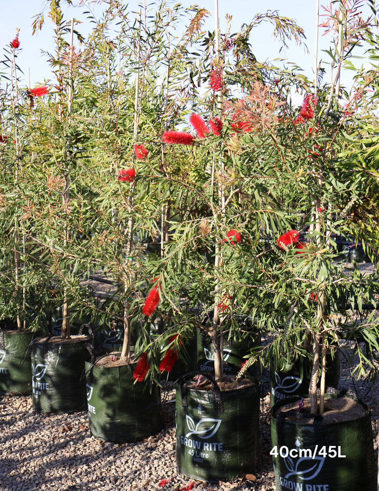 Callistemon viminalis 'Dawson River Weeper'