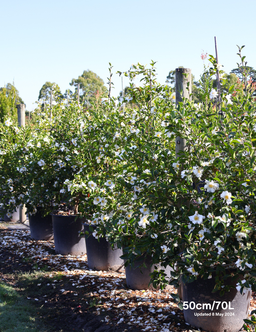 Camellia Sasanqua 'Pure Silk' - Evergreen Trees Direct