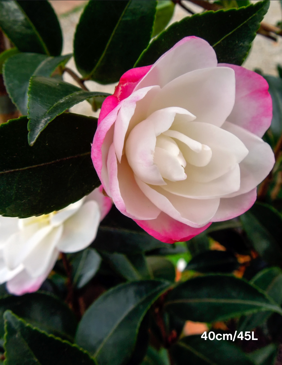 Camellia sasanqua 'Paradise Blush' - Evergreen Trees Direct