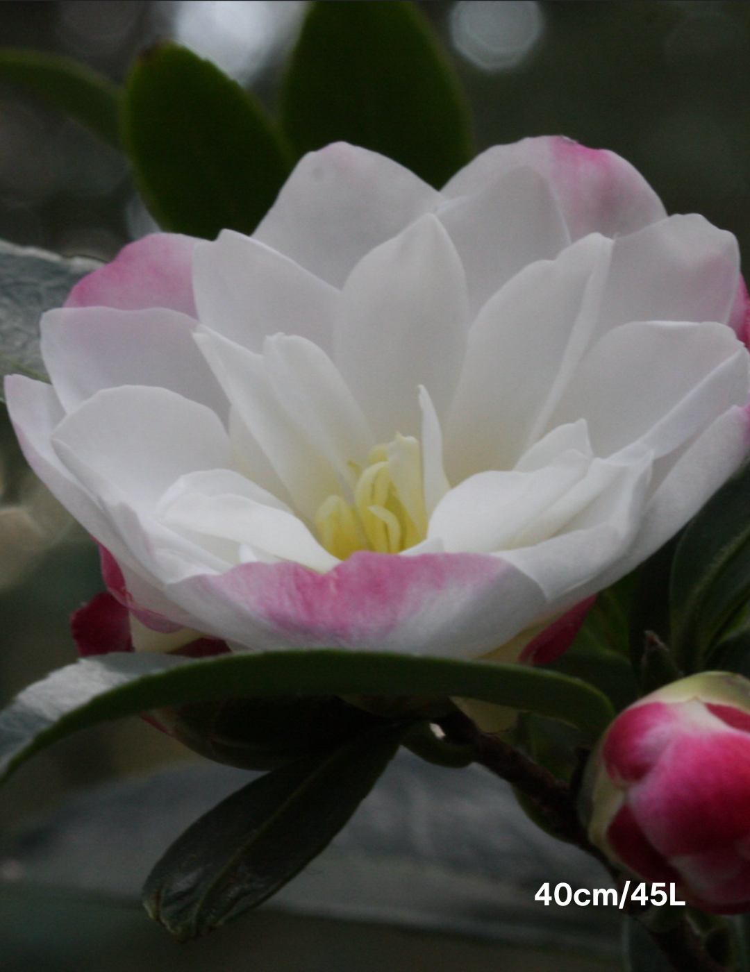 Camellia sasanqua 'Paradise Blush' - Evergreen Trees Direct