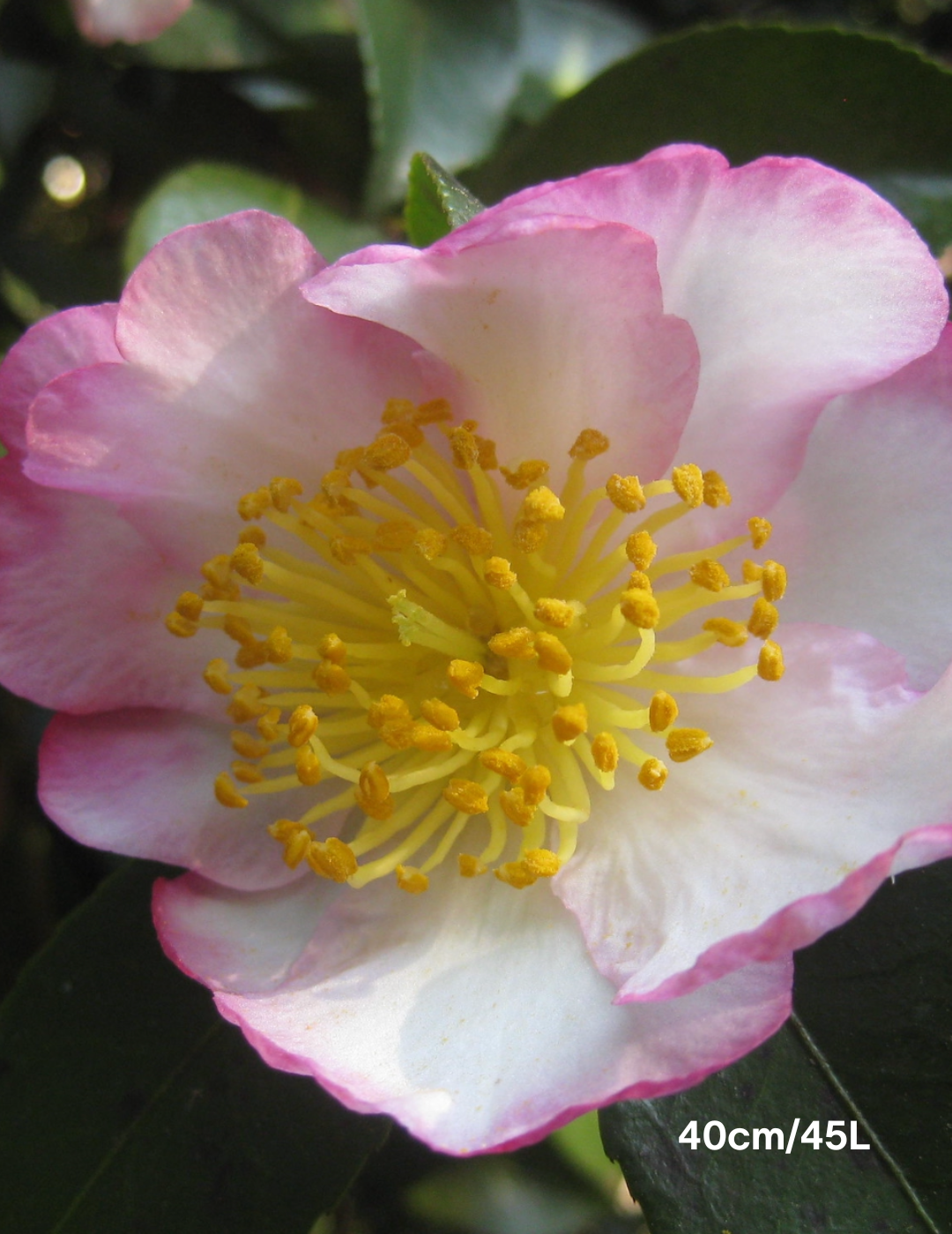 Camellia sasanqua 'Paradise Blush' - Evergreen Trees Direct