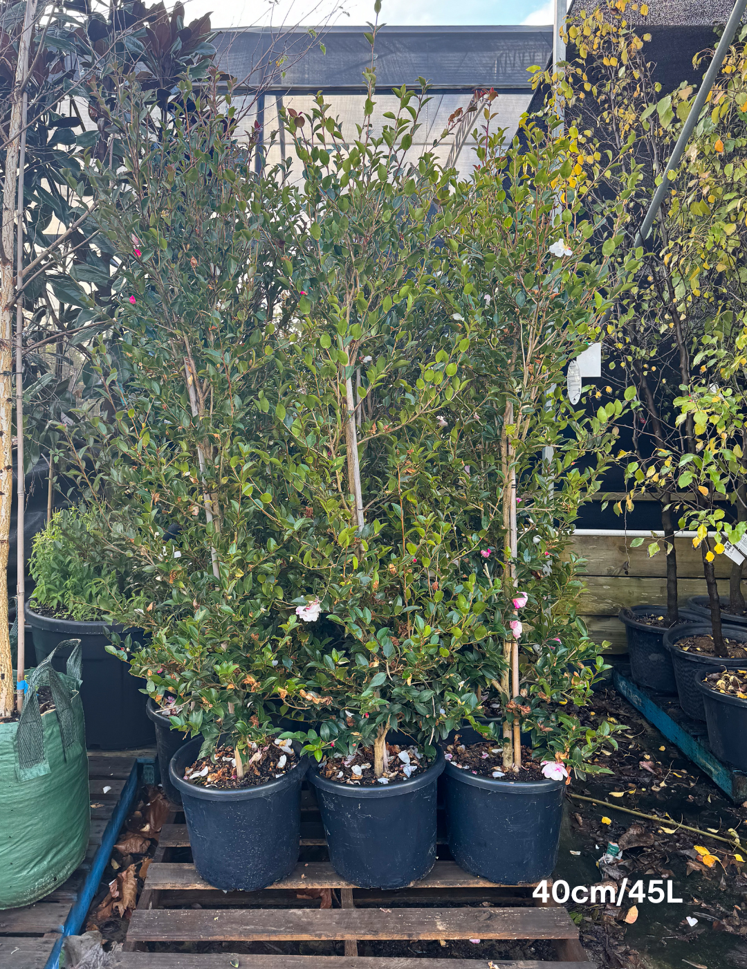 Camellia sasanqua 'Paradise Blush' - Evergreen Trees Direct