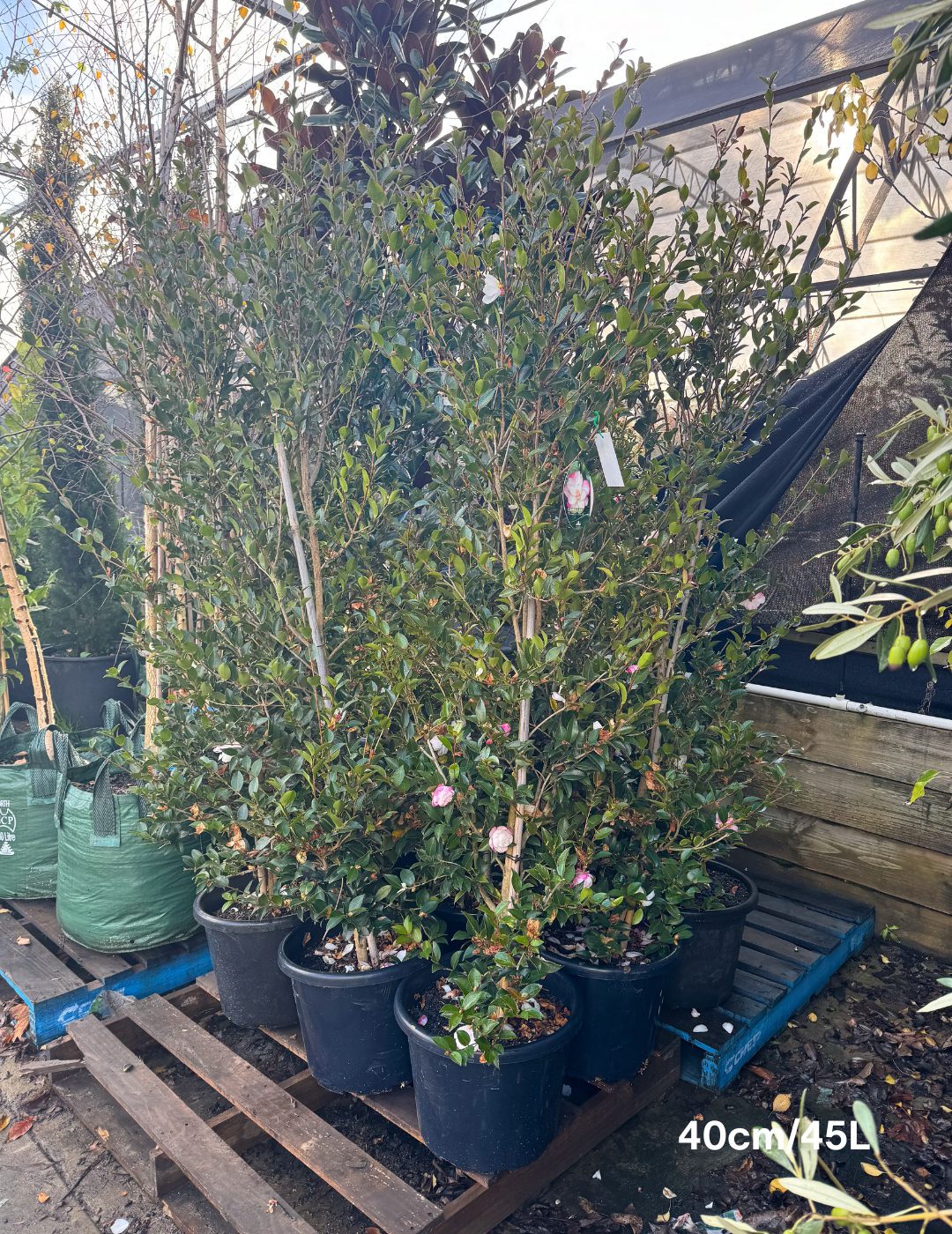 Camellia sasanqua 'Paradise Blush' - Evergreen Trees Direct