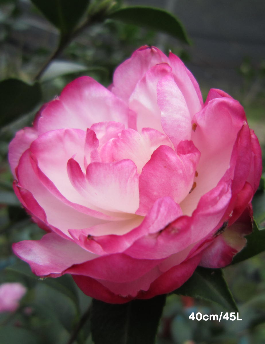 Camellia sasanqua 'Paradise Blush'