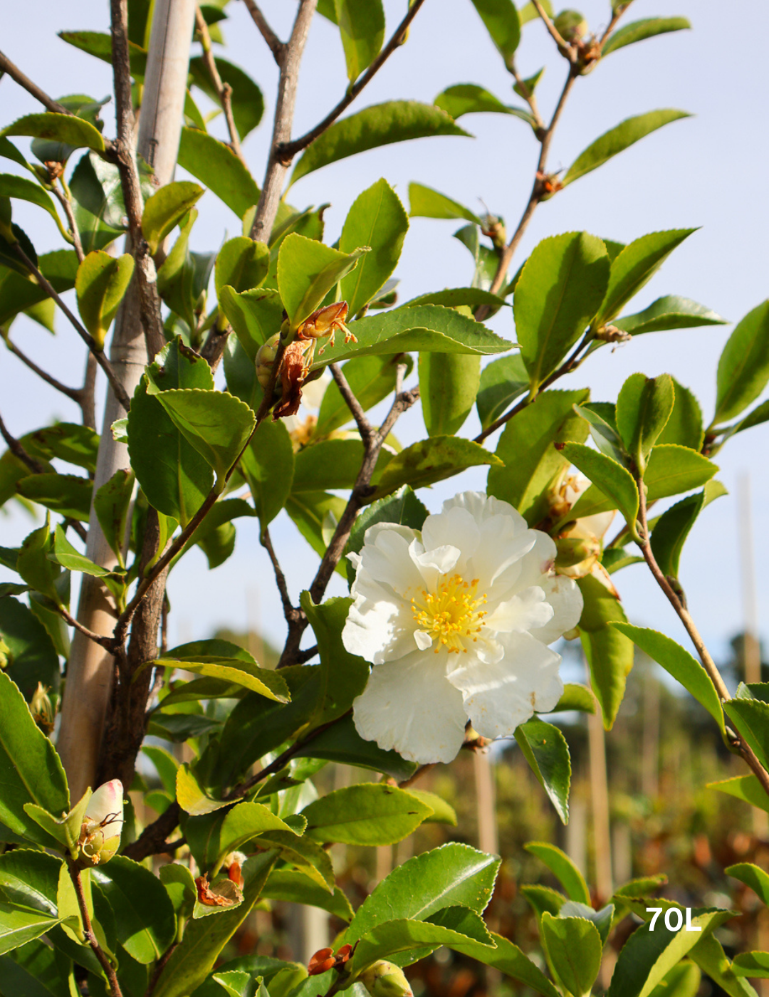 Camellia Sasanqua 'Pure Silk'