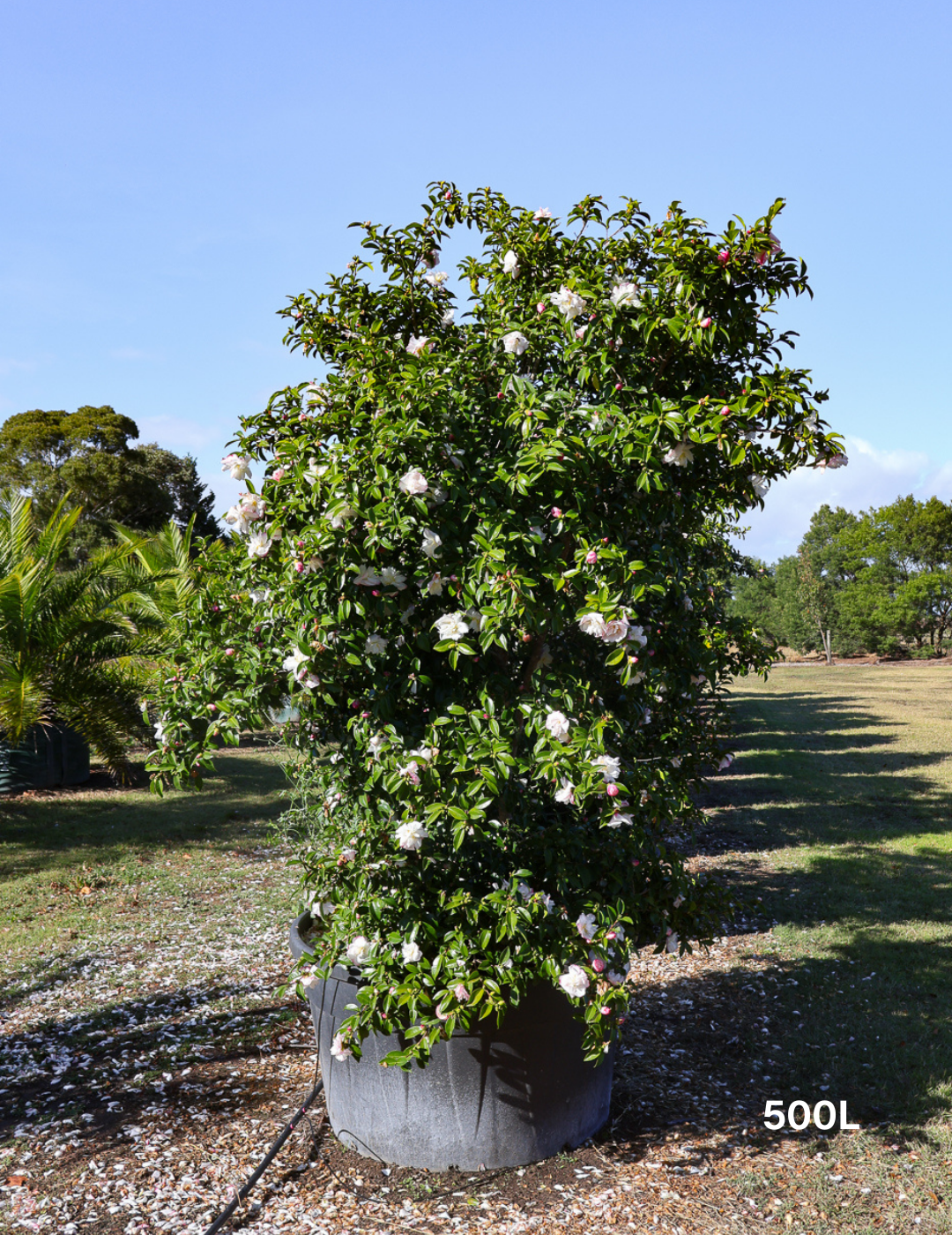 Camellia sasanqua 'Setsugekka' - Evergreen Trees Direct