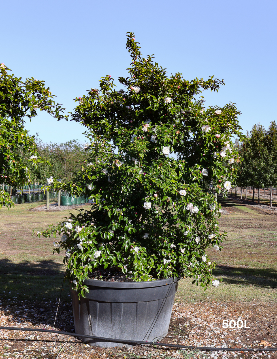 Camellia sasanqua 'Setsugekka' - Evergreen Trees Direct