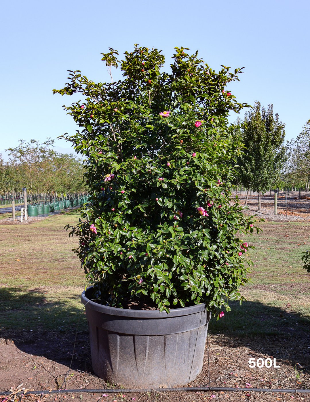 Camellia sasanqua 'Setsugekka' - Evergreen Trees Direct