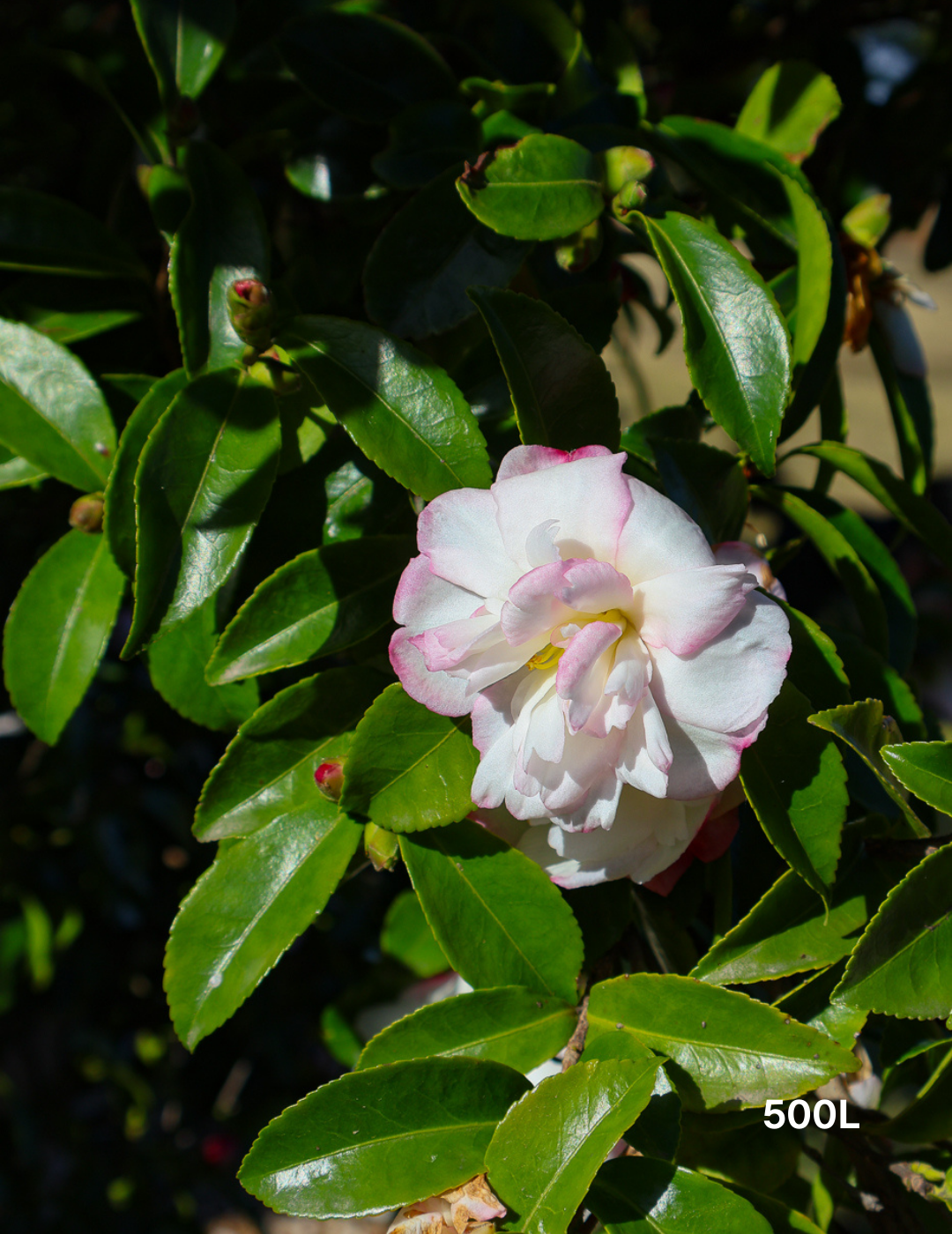 Camellia sasanqua 'Setsugekka' - Evergreen Trees Direct